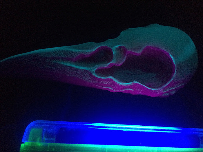 CROW CREATURE CAST URETHANE SKULL- GLOW IN THE DARK UV REACTIVE