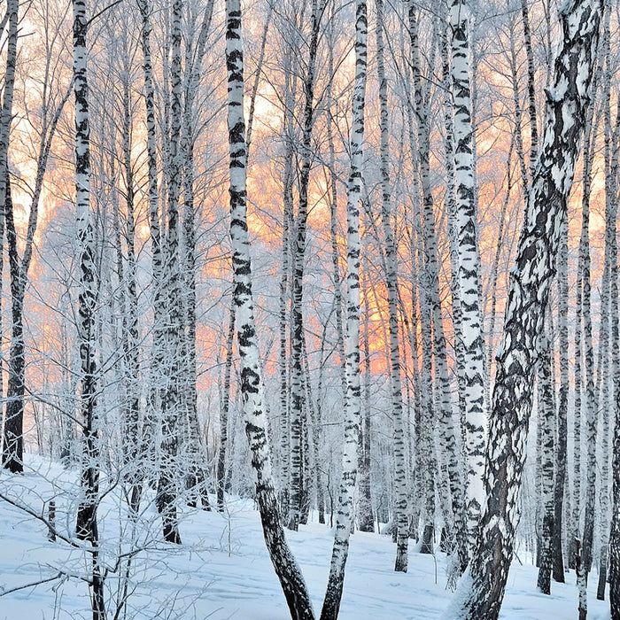 Frosted Birch & Juniper Fragrance Oil 870