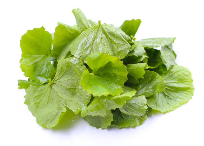 Gotu Kola Oil