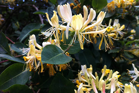 Heavenly Honeysuckle Fragrance Oil 14952