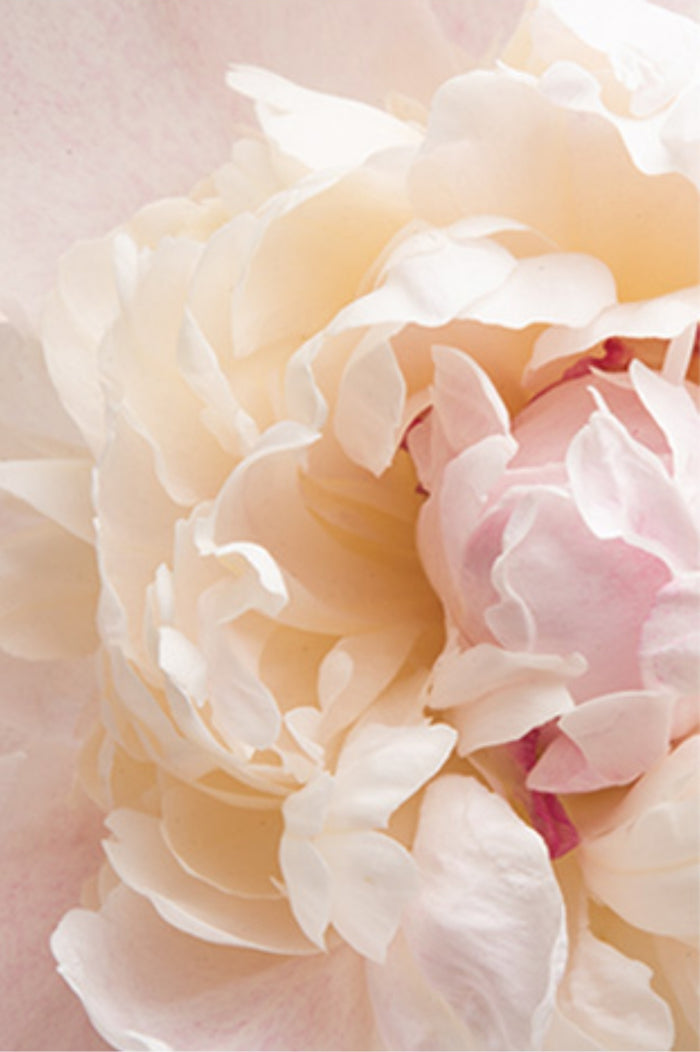MIZON White Flower Snow Cream كريم التفتيح