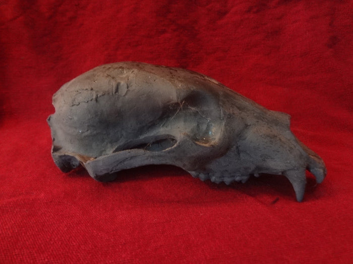 PROP BEAR SKULL