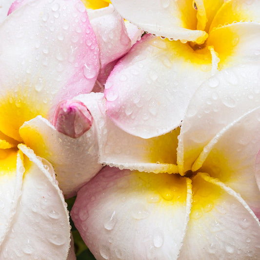 Aloha Waikiki Fragrance Oil 220