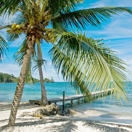 Caribbean Escape Fragrance Oil 495