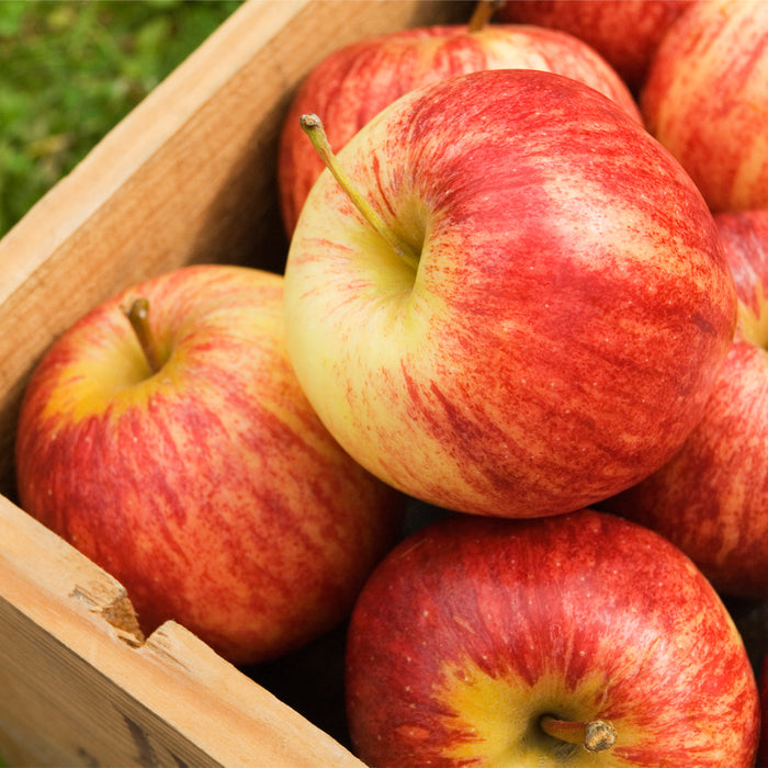 Country Apple Fragrance Oil 476