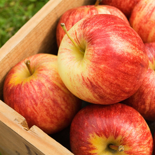 Country Apple Fragrance Oil 476