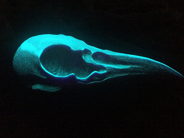 CROW CREATURE CAST URETHANE SKULL- GLOW IN THE DARK UV REACTIVE