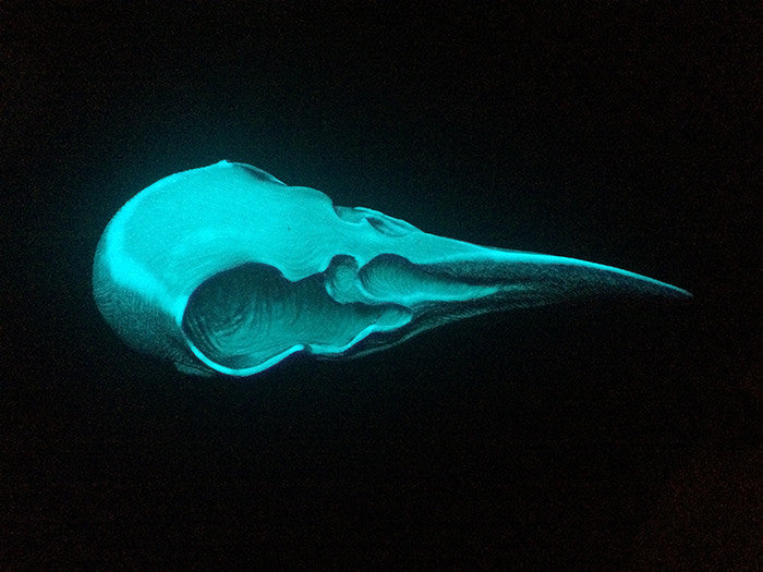 CROW CREATURE CAST URETHANE SKULL- GLOW IN THE DARK UV REACTIVE