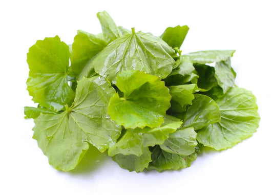 Gotu Kola Oil