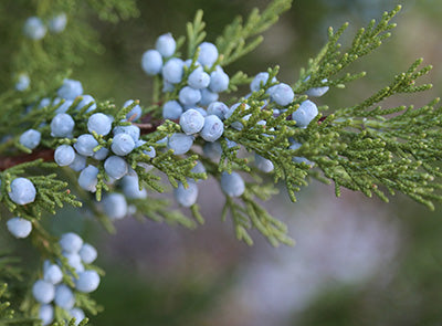 Juniper Berry & Cedar Fragrance Oil 15698