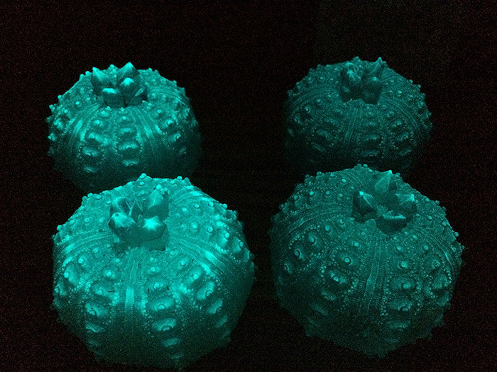 KORY ONLY- custom listing -CAST URCHIN LIGHT
