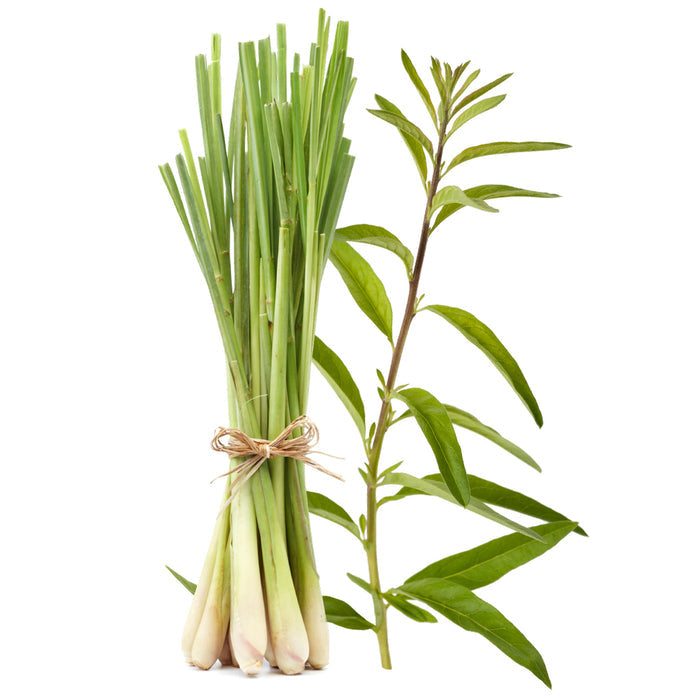 Lemongrass Verbena - EO & FO Blend 357