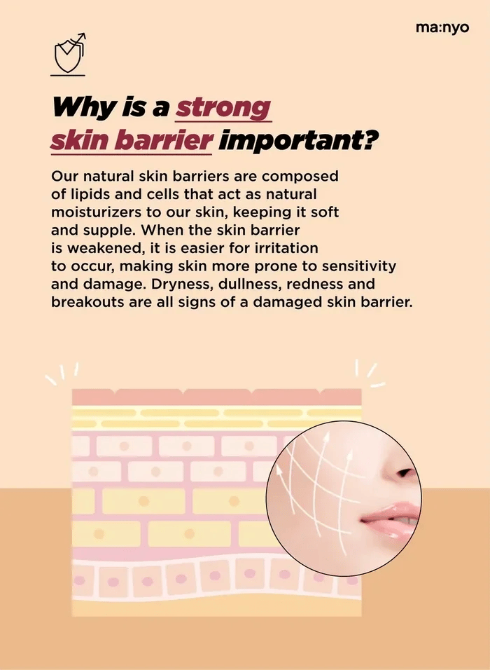 ma:nyo Bifida Biome Complex Ampoule 50ml importance of strong skin barrier highlighted with visuals