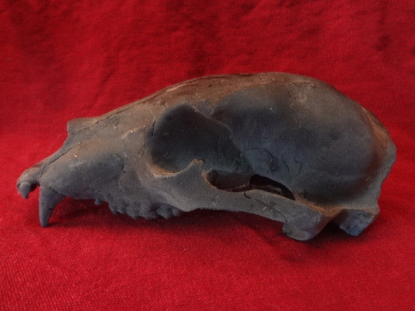 PROP BEAR SKULL