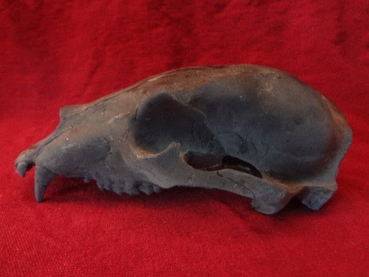 PROP BEAR SKULL