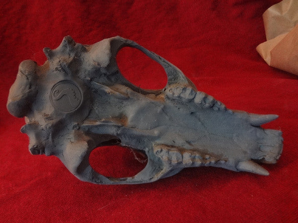 PROP BEAR SKULL