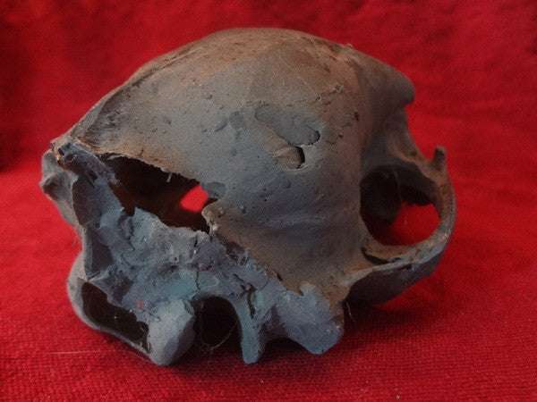 PROP BEAR SKULL