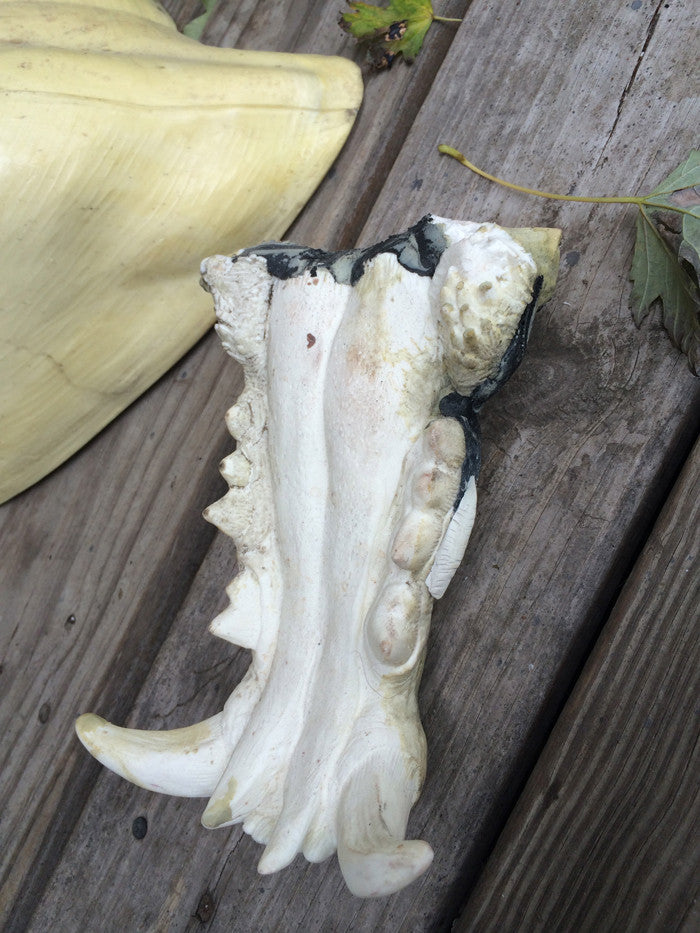 TAXIDERMY FOAM FORM WITH CUSTOM JAW SET