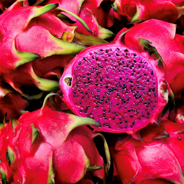 Viva Magenta Fragrance Oil 1093